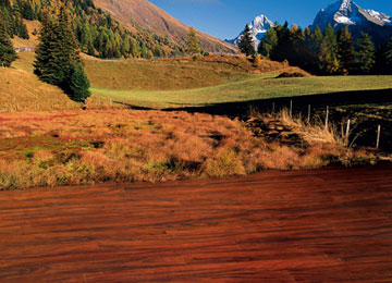 F6福鹿会_官方网站app下载